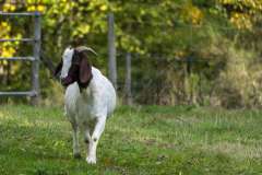 Kiko Goats Walking in Princeton