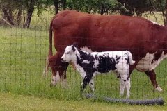 Black Angus Beef Cattle in Branchburg