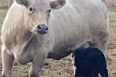 Black Angus  Meats in Clinton