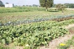 Crops to Grow Organic Vegetables in Branchburg