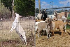 Kiko Goats on Flemington Organic Farm