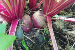 Organic Vegetables Grown on Flemington Organic Farm