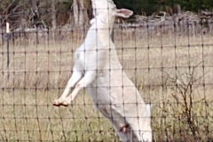 Kiko Goats in Tewksbury