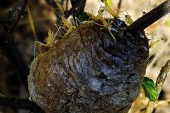 Grasshoppers on Grow Organic Vegetables in Bound Brook