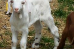 Kiko Goat on Branchburg, NJ Farm