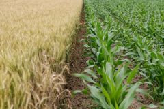 Organic Farming Field in Clinton