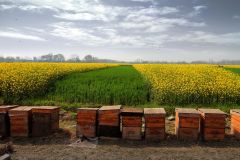 Organic Farming Field in Clinton