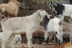 Kiko Goats on Princeton Organic Farm