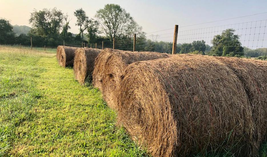 Boy with Free Graze Poultry in Flemington, Princeton, NJ, Tewksbury, NJ, and Surrounding Areas